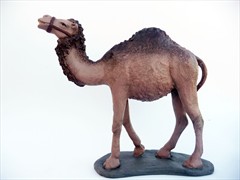 Camello de pie sin carga