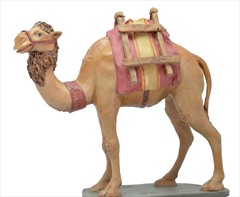 Camello sin carga andando nº5