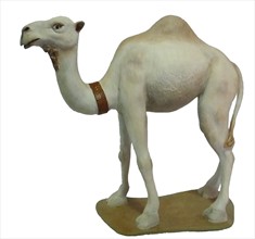 Camello de pie blanco nº10