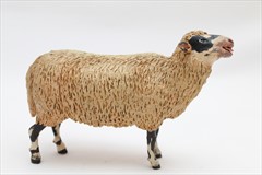 Borrega lana